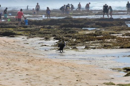 A cape cormorant bird (Phalacrocorax capensis) spreading wings to dry on a crowded beach, Mossel Bay, South Africa