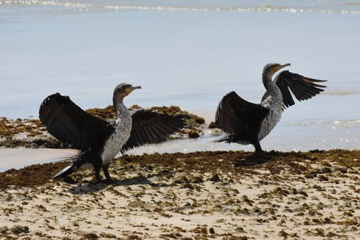 A pair of cape cormorant birds (Phalacrocorax capensis) standing on beach with their wings spread to dry in the sun, Mossel Bay, South Africa