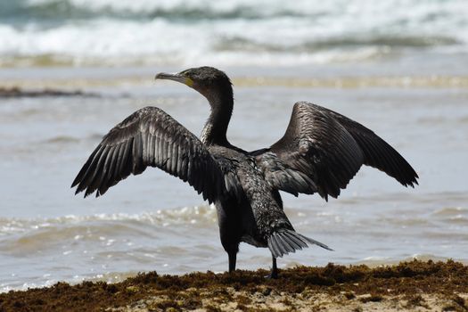 A cape cormorant bird (Phalacrocorax capensis) on beach spreading its wings to dry, Mossel Bay, South Africa