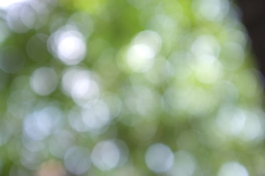Abstract circular bokeh nature background of light . Blur background