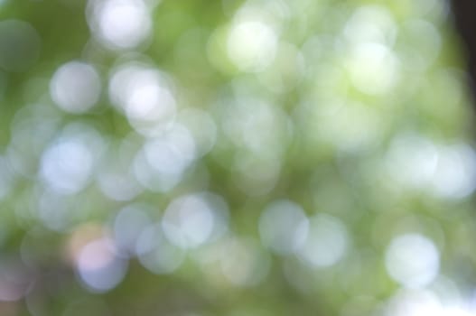 Abstract circular bokeh nature background of light . Blur background