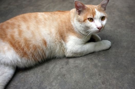 Cute Yellow Thai Cat, Relax Cat
