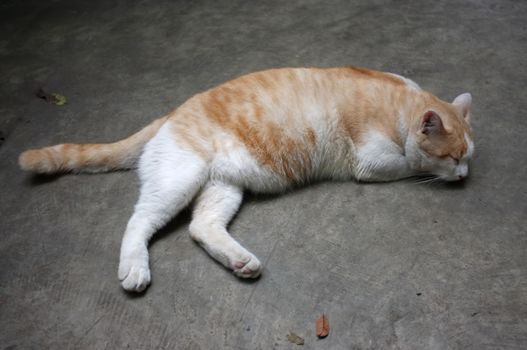 Cute Yellow Thai Cat, Relax Cat
