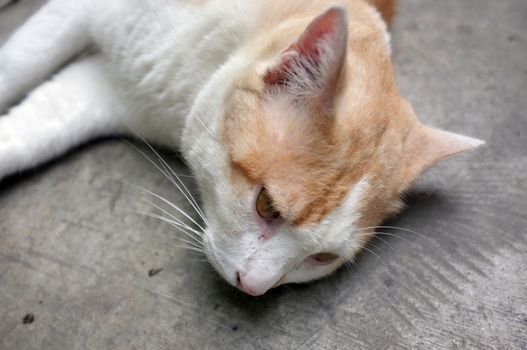 Cute Yellow Thai Cat, Relax Cat