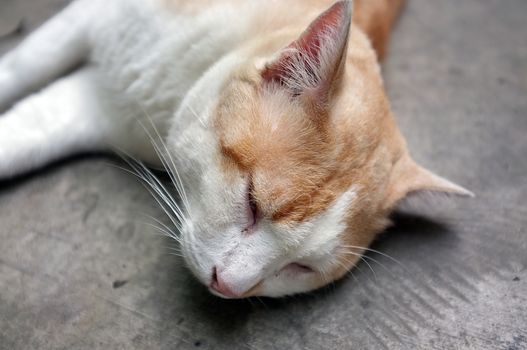 Cute Yellow Thai Cat, Relax Cat