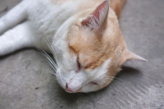 Cute Yellow Thai Cat, Relax Cat