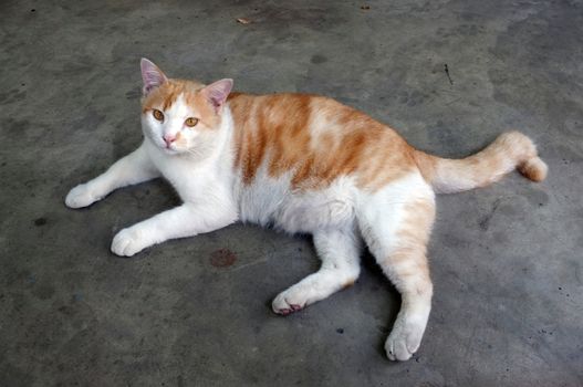 Cute Yellow Thai Cat, Relax Cat