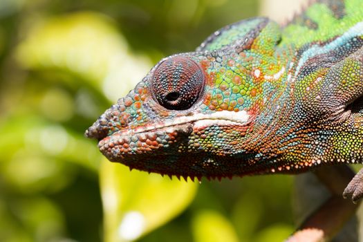 Panther chameleon Furcifer pardalis from Madagascar, perched on a branch