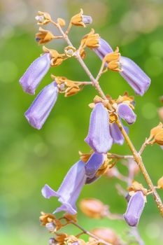 Spring is coming - Paulownia Fortunei in Bloom