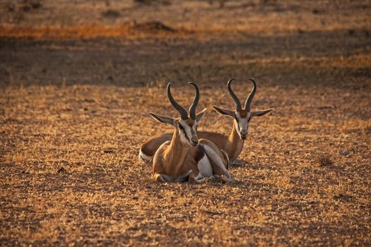 Two springbok rams resting in the riverbed of the Auob River, Kgalagadi Trans frontier Park, South Africa.