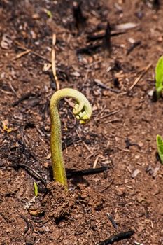 The new bud of a mountain fern, possibly Gleicnenia polypodioides, unrolling after a recent fire.