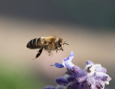 Macro shot of Honey Bee in flight by flower.