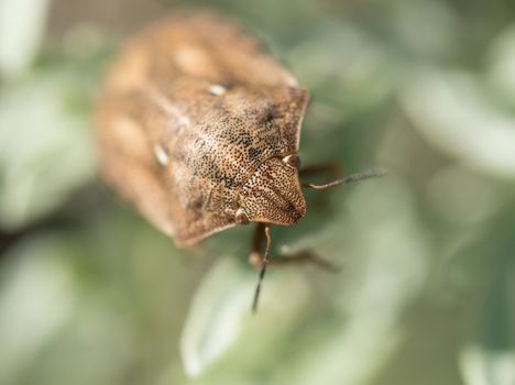 Macro shot of Tortoise Shield Bug.