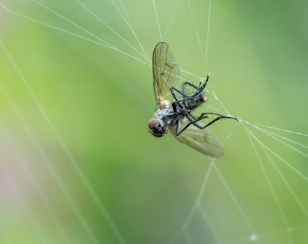 Macro shot of Fly caught in spider web with dew drops.