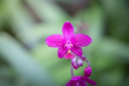 Beautiful blooming orchids in forest, On the bright sunshine