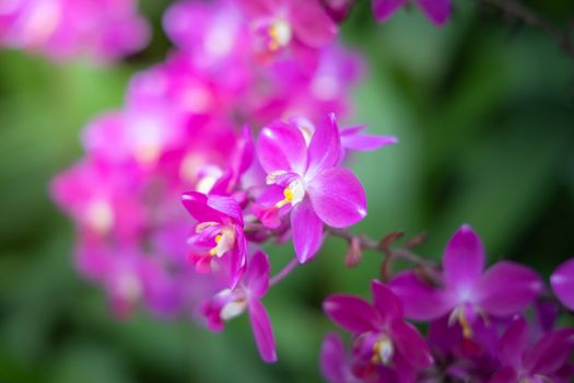 Beautiful blooming orchids in forest, On the bright sunshine