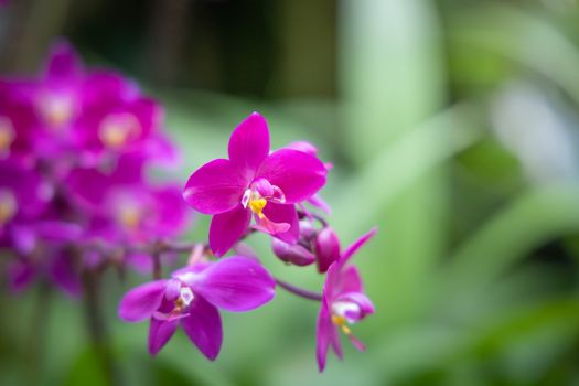 Beautiful blooming orchids in forest, On the bright sunshine