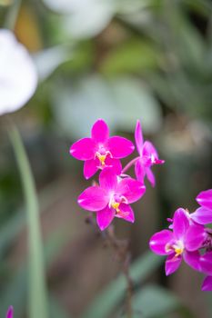 Beautiful blooming orchids in forest, On the bright sunshine