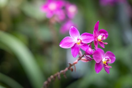 Beautiful blooming orchids in forest, On the bright sunshine