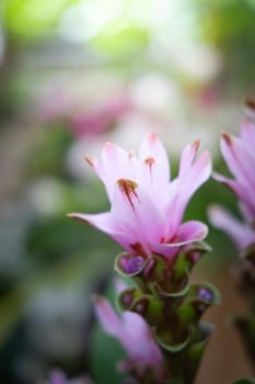 The background image of the colorful flowers, background nature