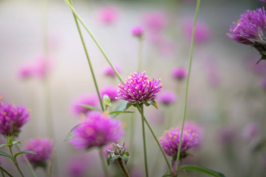 The background image of the colorful flowers, background nature