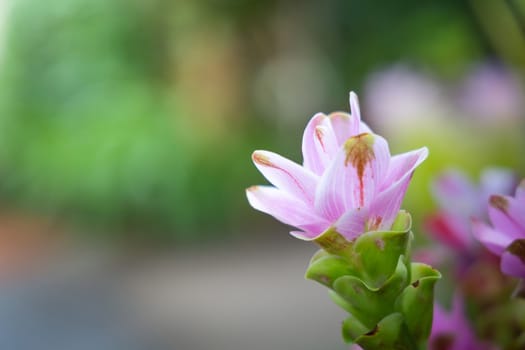 The background image of the colorful flowers, background nature
