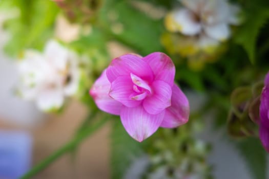 The background image of the colorful flowers, background nature