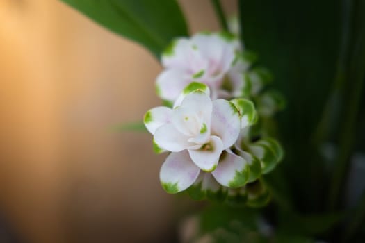 The background image of the colorful flowers, background nature