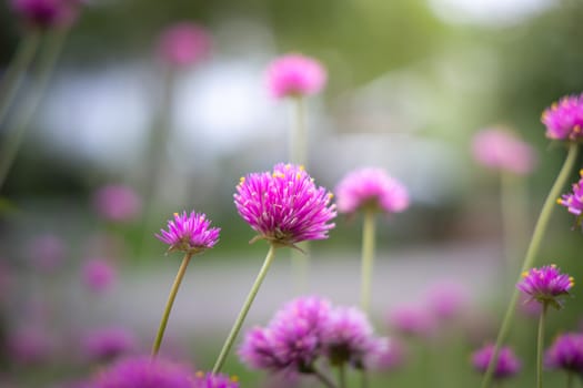 The background image of the colorful flowers, background nature