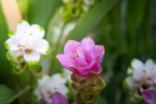 The background image of the colorful flowers, background nature