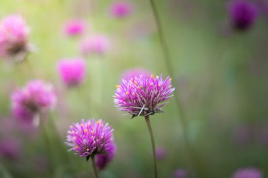The background image of the colorful flowers, background nature