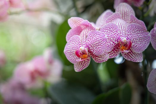 Beautiful blooming orchids in forest, On the bright sunshine