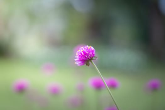 The background image of the colorful flowers, background nature