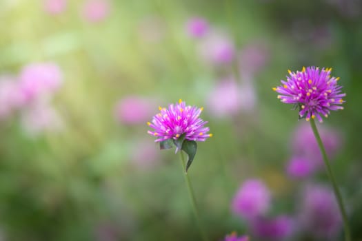 The background image of the colorful flowers, background nature