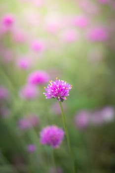 The background image of the colorful flowers, background nature