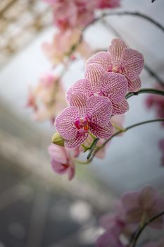 Beautiful blooming orchids in forest, On the bright sunshine