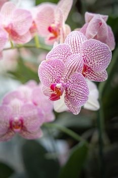 Beautiful blooming orchids in forest, On the bright sunshine