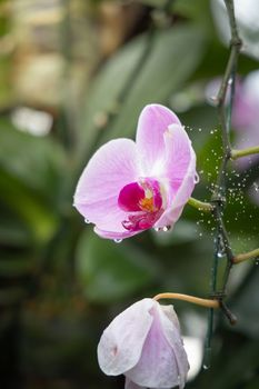 Beautiful blooming orchids in forest, On the bright sunshine