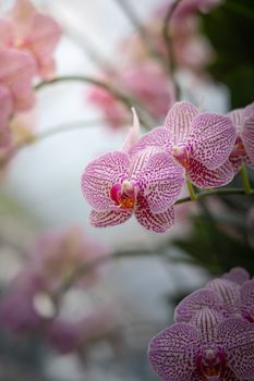 Beautiful blooming orchids in forest, On the bright sunshine