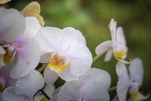 Beautiful blooming orchids in forest, On the bright sunshine