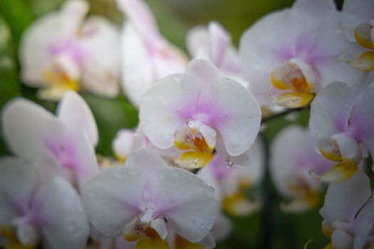 Beautiful blooming orchids in forest, On the bright sunshine