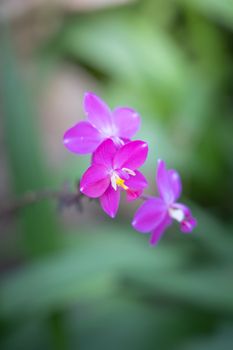 Beautiful blooming orchids in forest, On the bright sunshine