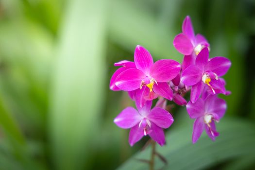 Beautiful blooming orchids in forest, On the bright sunshine