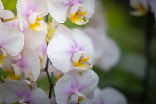 Beautiful blooming orchids in forest, On the bright sunshine