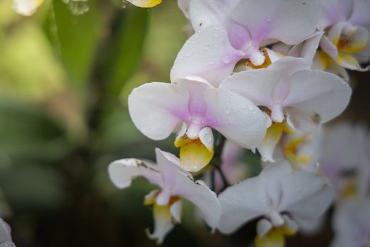 Beautiful blooming orchids in forest, On the bright sunshine