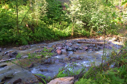 A small mountain river flows through the morning forest. Altai, Siberia, Russia.