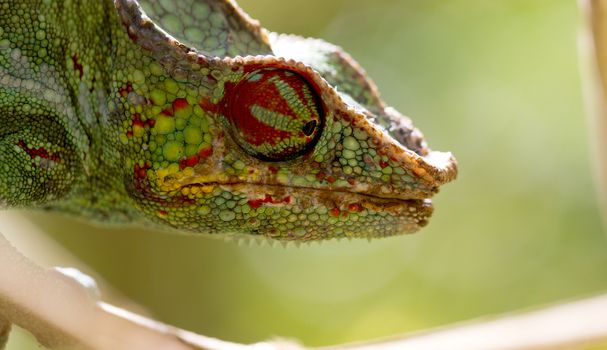 Panther chameleon Furcifer pardalis from Madagascar, perched on a branch, portrait