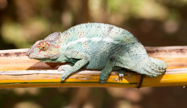 Panther chameleon Furcifer pardalis from Madagascar, perched on a branch, portrait