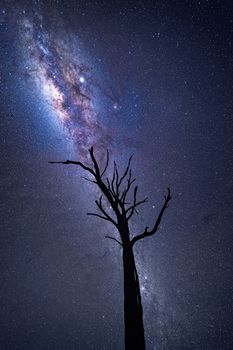 Milky Way and galactic core shining brightly over old dead tree in NSW Australia