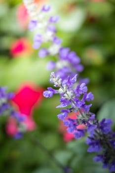 The background image of the colorful flowers, background nature